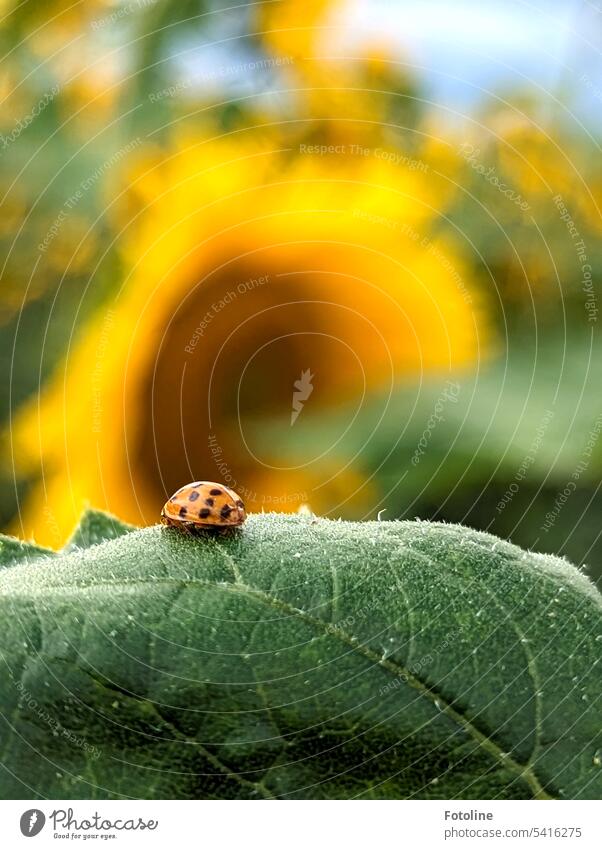 A small ladybug takes a midday nap on the leaf of a sunflower. In the background the sunflowers are shining on the sunflower field. Sunflowers Summer Yellow