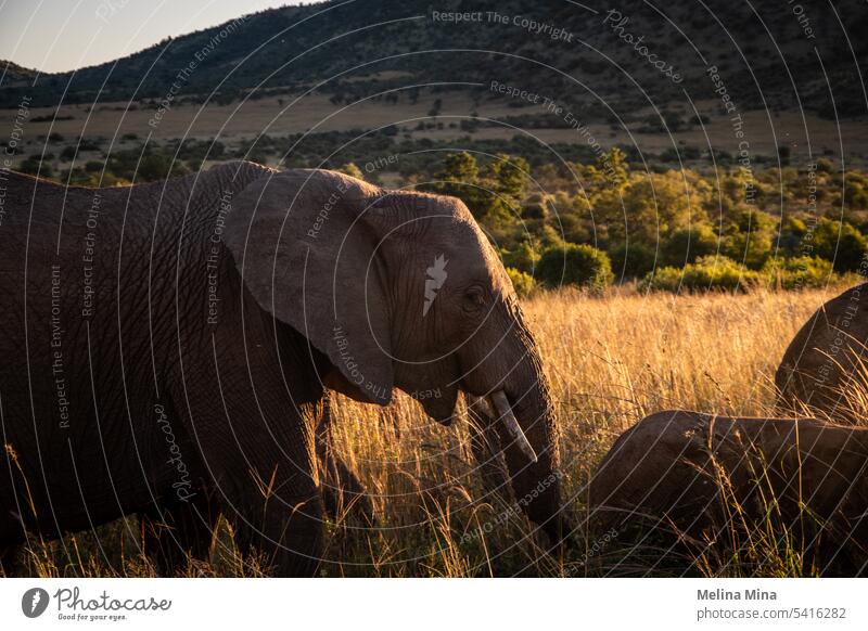 Elephant at Golden Hour in South Africa wildlife Wildlife Photography Nature Mammal Safari Vacation & Travel Big 5 Animal national Tourism Adventure