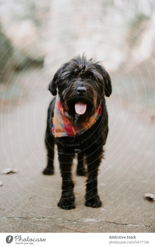 Big black dog waiting on the street hair pet animal terrier road canine cute domestic fur mammal beautiful funny breed big thirsty tired purebred tongue