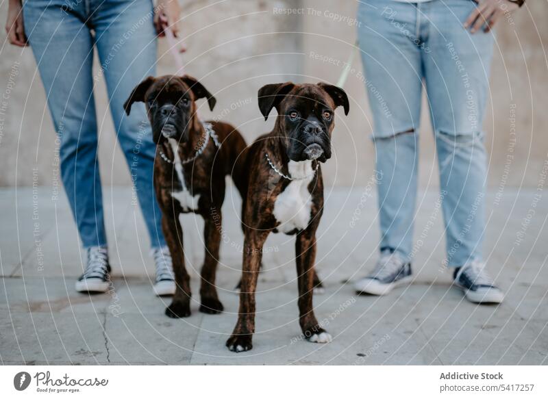 People standing and keeping cute boxers on leash dog together happiness animal love pet leisure happy friendship beautiful domestic lifestyle playful puppy