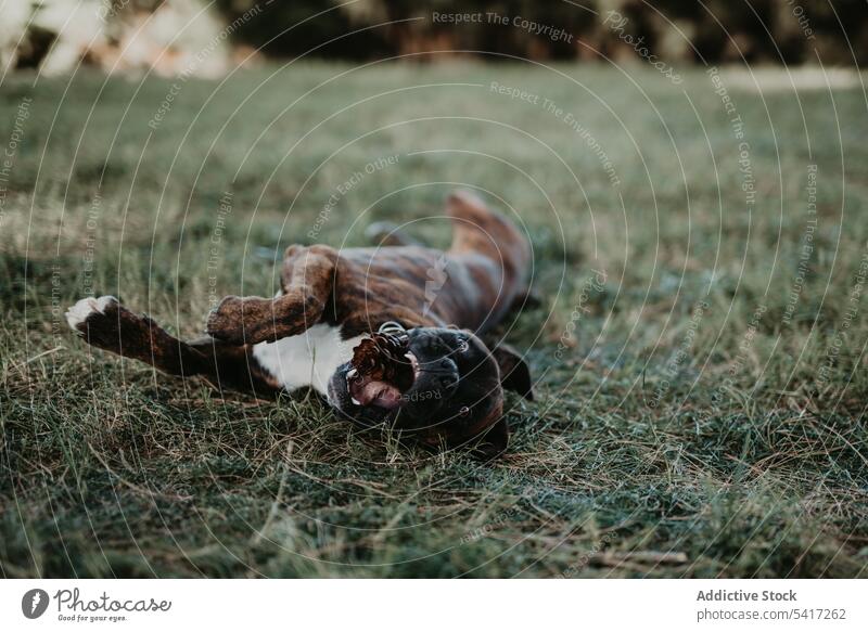 Playful dog laying in grass with cone boxer playing adorable happiness animal love pet leisure amusing happy funny friendship cute beautiful domestic lifestyle