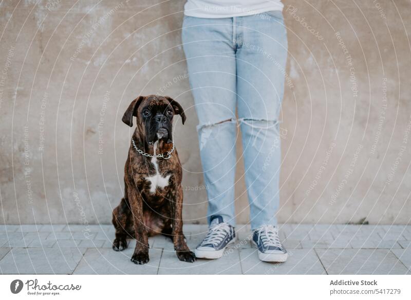 Playful cute dog standing with human support boxer adorable happiness animal love pet leisure amusing happy funny friendship beautiful domestic lifestyle