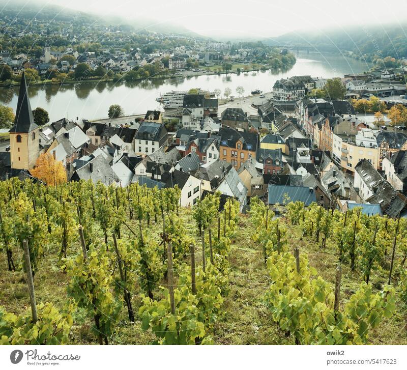 Mind Alf Bullay Moselle Moselle valley vineyards wide Environment Bird's-eye view farsightedness Overview Autumn Freedom Foliage colouring Peaceful tranquillity