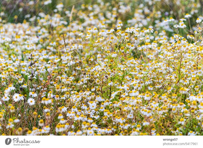 A strip of flowering chamomile at the edge of the field Chamomile Blossoming flowering camomile Plant Summer Colour photo Exterior shot Camomile blossom Nature