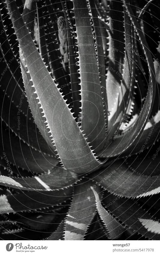 Toothed leaves of an Aloe lineata striped aloe Aloe lineata var. lineata South Africa Close-up Plant Black & white photo Contrasts