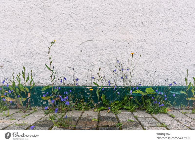 Wild plants by the wayside wild plants Weed off house wall Bluebell Deserted Exterior shot Colour photo Summer Close-up urban Day