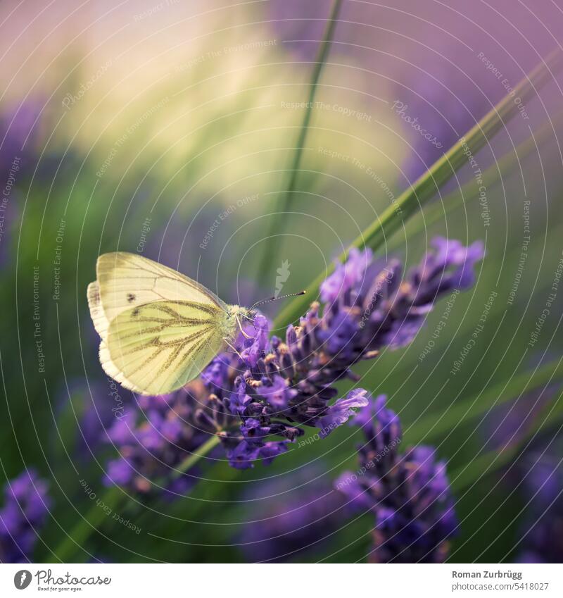 Cabbage white butterfly sitting on lavender flower Butterfly Yellow cabbage white Insect Lavender lavender blossom purple Blossom Summer Nature Garden fauna