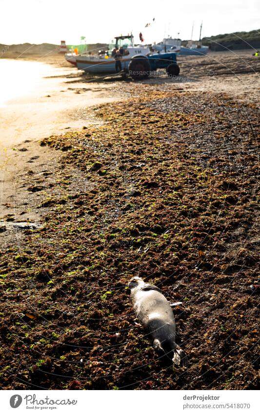 Dead seal on Vorupør beach in sunrise To go for a walk Idyll Tower Summer's day Vacation photo Summery Nature Vacation destination cold hawaii North Sea coast