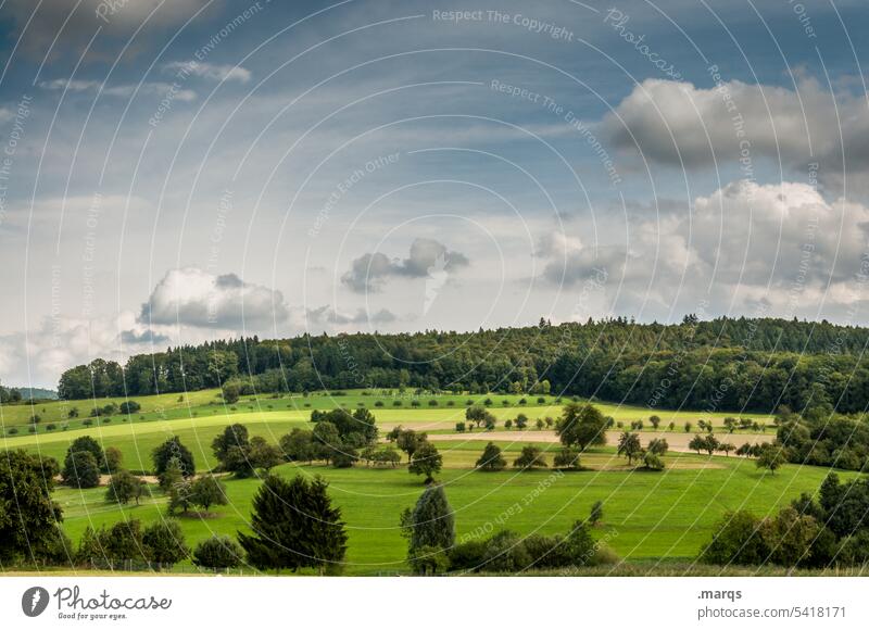 lush meadow Meadow Nature Summer Fresh Healthy Hill Forest Tree Beautiful weather Juicy Sky Clouds Landscape Green Field