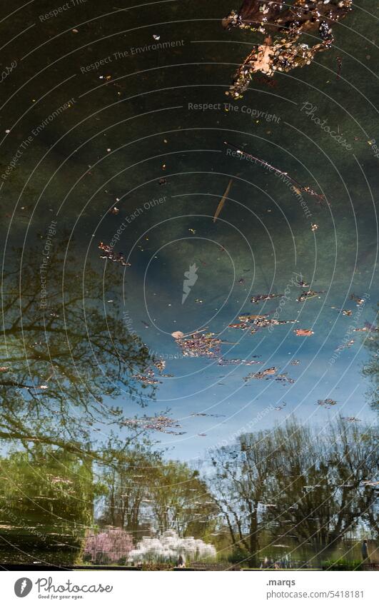 Spring in the pond Reflection Black Dark Water Tree Park Blossoming Pink White Green Nature Irritation