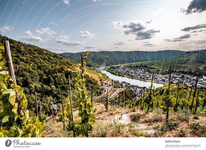 moselle stories tranquillity Wine growing Rhineland-Palatinate River bank Mosel (wine-growing area) Sunlight Hunsrück Moselle valley Idyll Lanes & trails vine