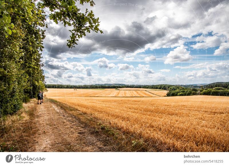 moselle time Harvest Agriculture idyllically Idyll Sky Colour photo Agricultural crop Clouds Plant Environment Landscape Cornfield Nature Summer Grain field