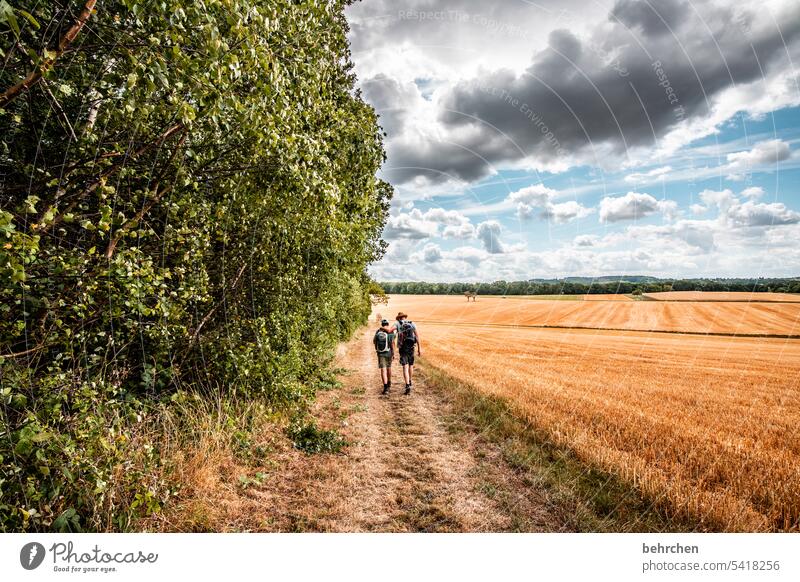 moselle time Harvest Agriculture idyllically Idyll Sky Colour photo Agricultural crop Clouds Plant Environment Landscape Cornfield Nature Summer Grain field