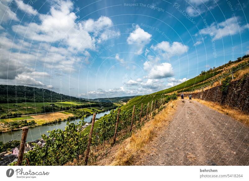 moselle time Summer Nature Sky Landscape Clouds Mountain Vineyard vine Moselle Lanes & trails Wine growing Hunsrück Mosel (wine-growing area)