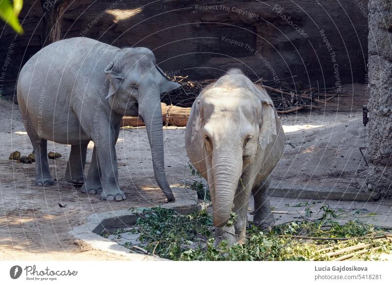 Two Indian elephant in Latin called Elephas maximus indicus living in captivity. One o them is captured in front view, eating branches with leaves, the other one is in lateral view.