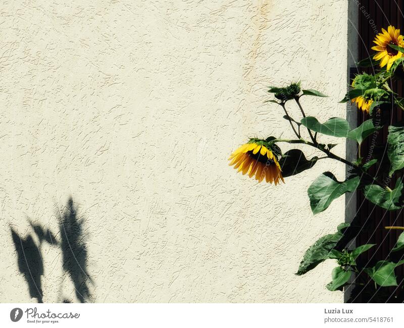 Sunflowers and their shade Facade Yellow house wall Shadow Summer pretty Flower Blossom Sunlight Bright sunshine sunny