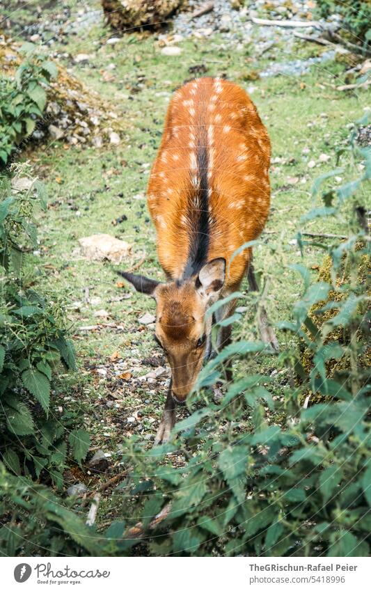 Deer in forest Forest Roe deer Sampling Black Brown Spotted woodland stones out Exterior shot Nature Animal Wild animal Green Grass Environment Landscape Pelt