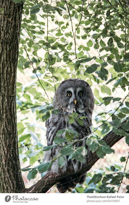 Owl on branch Forest Sampling Black woodland out Exterior shot Nature Animal Wild animal Green Environment Landscape feathers Bird leaves eyes Beak