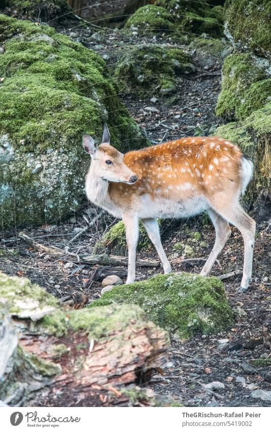 Deer in forest with mossy stones in background Forest Roe deer Sampling Black Brown Spotted woodland out Exterior shot Nature Animal Wild animal Green Grass