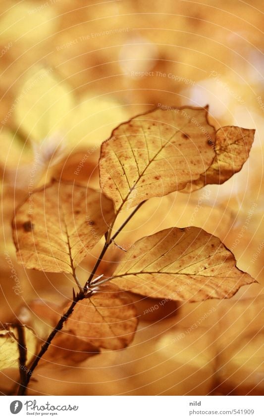 golden cuddle group Environment Nature Plant Autumn Weather Beautiful weather Tree Leaf Beech tree Forest Warmth Brown Yellow Gold Orange October Colour photo