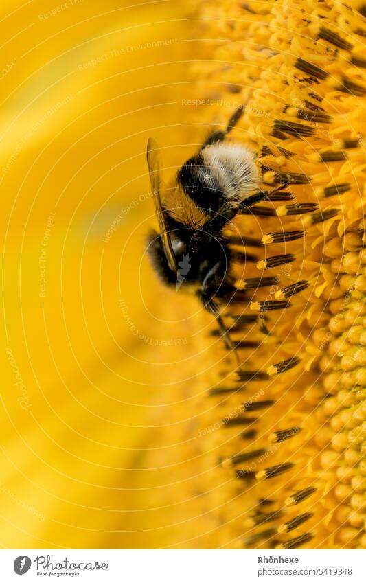 Fat bumblebee collects pollen on sunflower Bumble bee Bumblebee on blossom Sunflower Blossom Flower Summer Plant Insect Close-up Animal Colour photo
