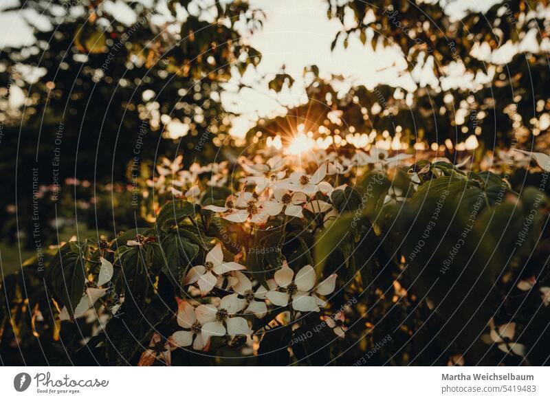 Japanese flower dogwood in sunset Shrub in sunset Sunset Flowers in sunset white flowers in sunset blossoms Nature Garden Blossoming Plant pretty shrub