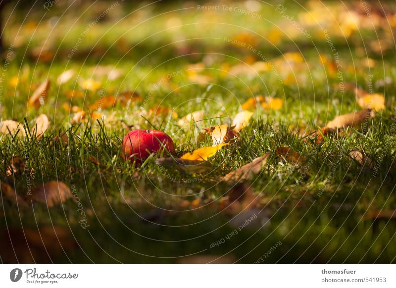 As Snow White... Food Fruit Apple Picnic Organic produce Vegetarian diet Gardening Earth Sunlight Autumn Beautiful weather Grass Leaf Meadow Delicious Juicy