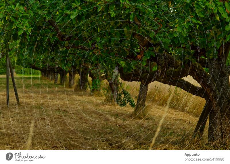 Fruit tree parade Fruit trees Parade Cordon Row scattered fruit Fruittree meadow Agriculture Meadow mown Green Beige Landscape agrarian rural area