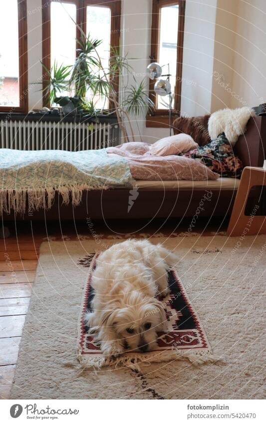 Dog stays on its carpet Places Carpet room Sleeping place Bed Bedroom Cozy Interior shot Relaxation Wait small dog Companion dogs well-behaved at home Rug acute