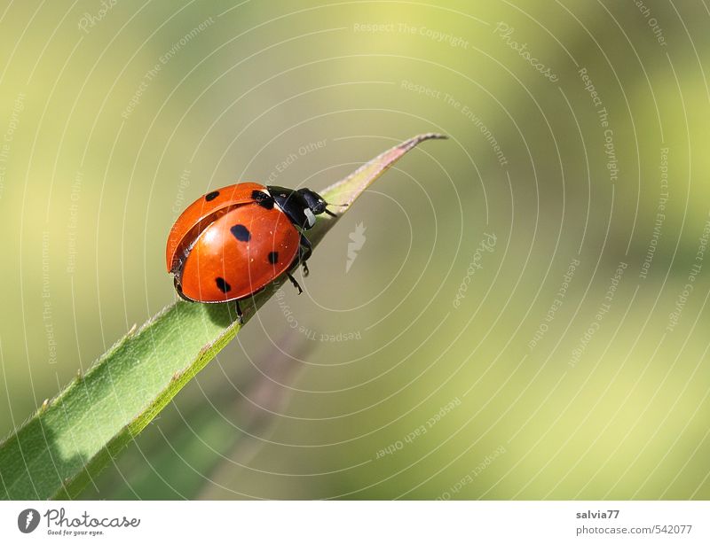 on the launch pad Animal Wild animal Beetle Wing 1 Crawl Free Glittering Small Natural Cute Green Orange Red Black Spring fever Calm Loneliness Ease Nature