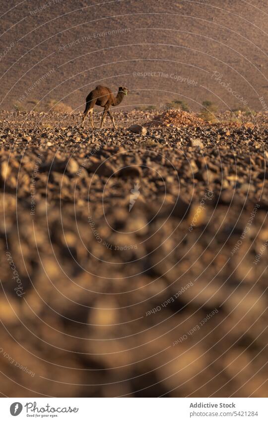 Camel among sand in desert camel dune nature animal mammal wild travel fauna tourism transport fur brown habitat journey adventure morocco destination exotic