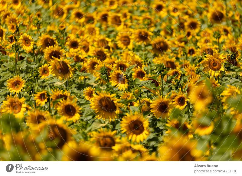 Sunflowers in a crop field, growing in the sun, in summer, with their green stems and leaves, and with their huge yellow petals. Agricultural and agri-food industry near San Esteban de Gormaz, Soria, Spain.