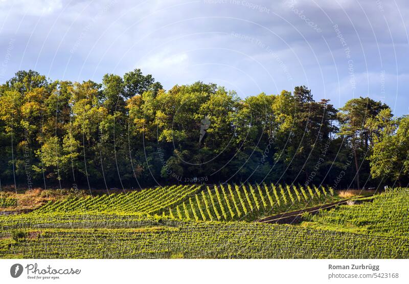 Vineyard in soft evening light on a wooded hillside Wine growing Green Winery Agricultural crop Nature Landscape Summer Forest Stripe Pattern lines Hill