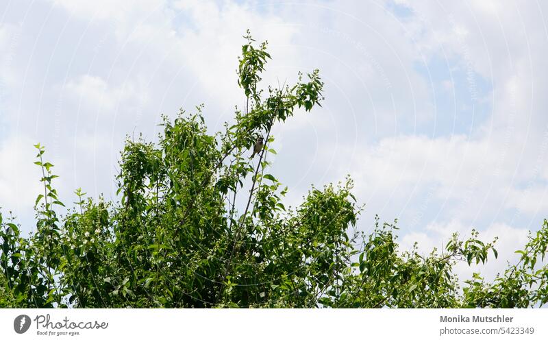 View into the sky Sky Blue sky Clouds Nature Summer Exterior shot Beautiful weather Colour photo Deserted Day Sunlight Weather Environment Air Light Freedom