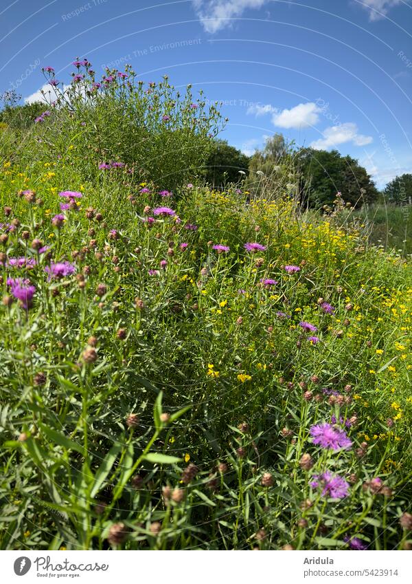 Wild flower meadow with bluebells Knapweed Meadow Flower meadow Summer Nature Blossom Summerflower Blue sky Sunlight purple Violet Yellow