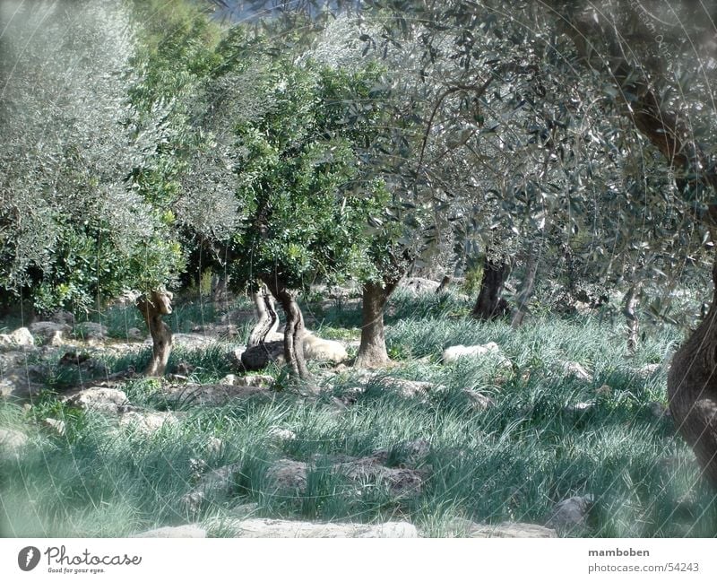 olive grove Olive Clump of trees Majorca Italy Mediterranean Balearic Islands Tuscany Forest Sheep Lamb Nature
