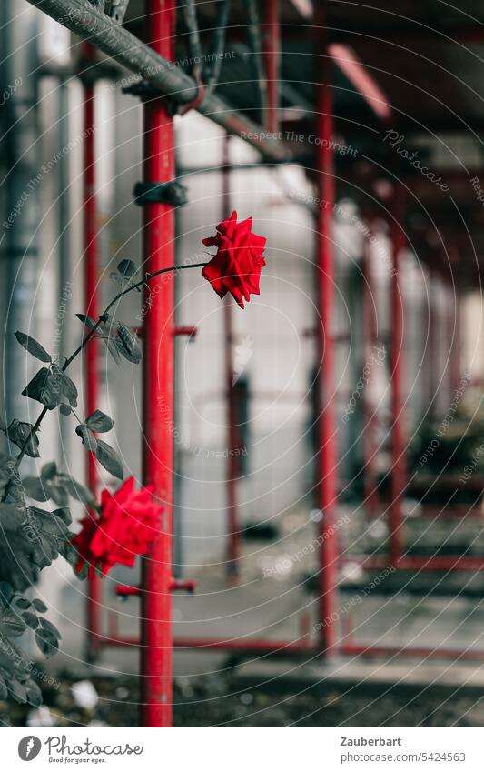 A red rose in front of red scaffolding, perspective and shadow pink Red Scaffolding romantic Love Contrast Shadow Perspective Construction site Facade Redevelop