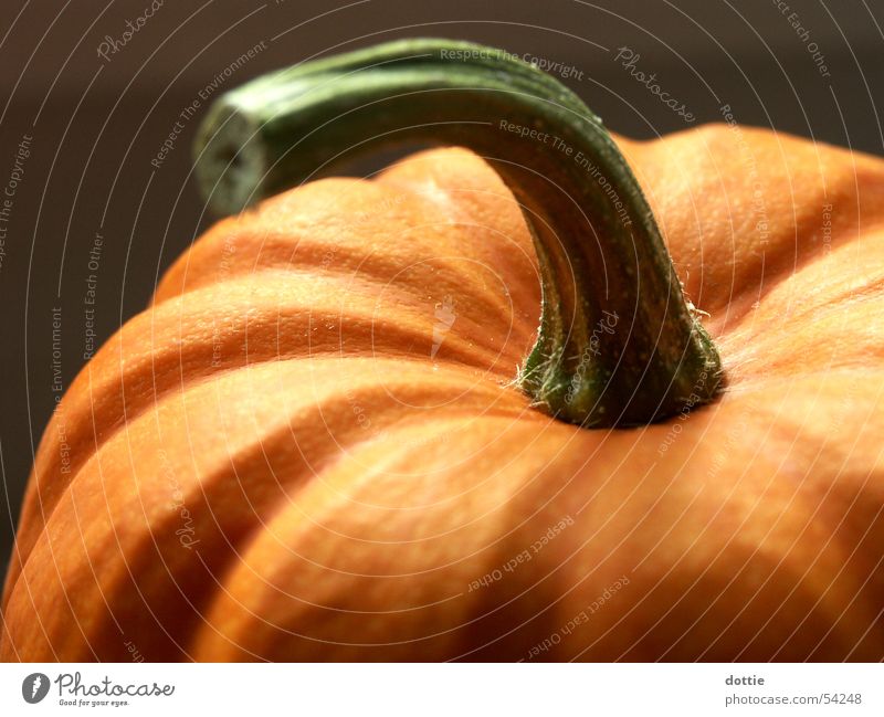 Halloween pumpkin Hallowe'en Autumn Public Holiday Thanksgiving Pumpkin Orange Vegetable Macro (Extreme close-up)