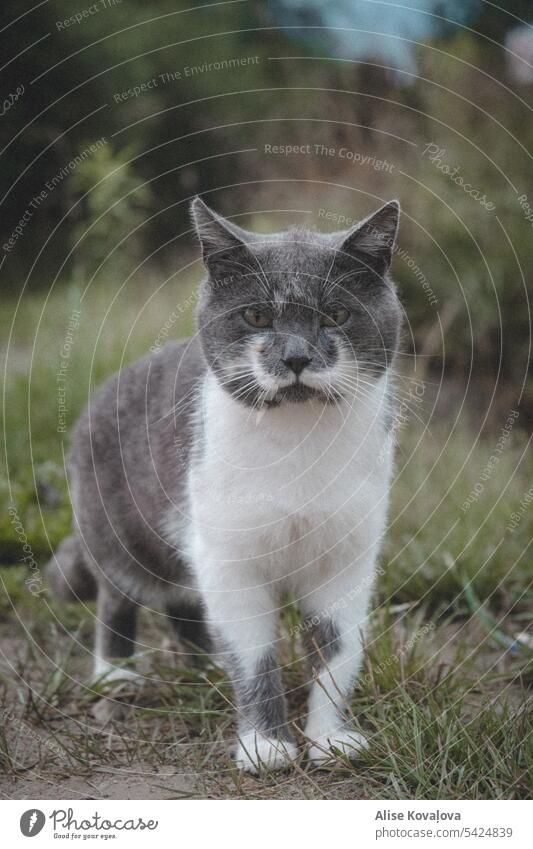 grey stray cat portrait Portraits cat Portraits cats looking at camera pets animal one animal Colour Image Color Photography cat photo cat photograph grey cat