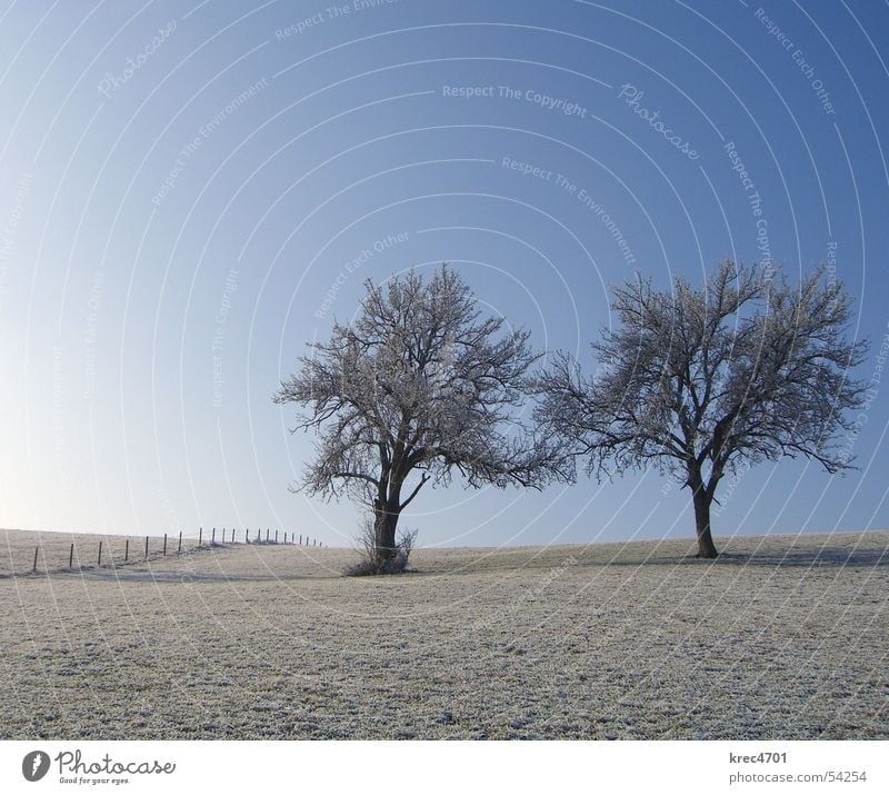 Two individuals Tree Meadow Winter Individual Fence Pasture fence Sky Blue sky Hoar frost Loneliness unattached