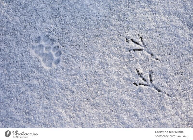 Animal tracks in the snow Pawprint bird tracks Snow track White Cold Winter Snow layer Winter's day Nature Winter mood Tracks Weather Environment chill winter