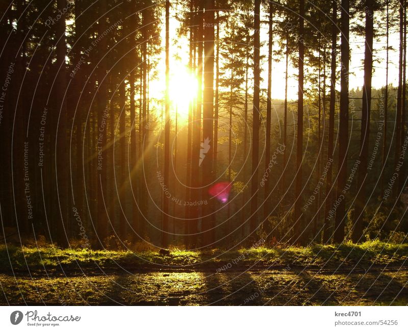 Forest in backlight I Tree Coniferous forest Eifel Back-light Green Winter Sun in the country