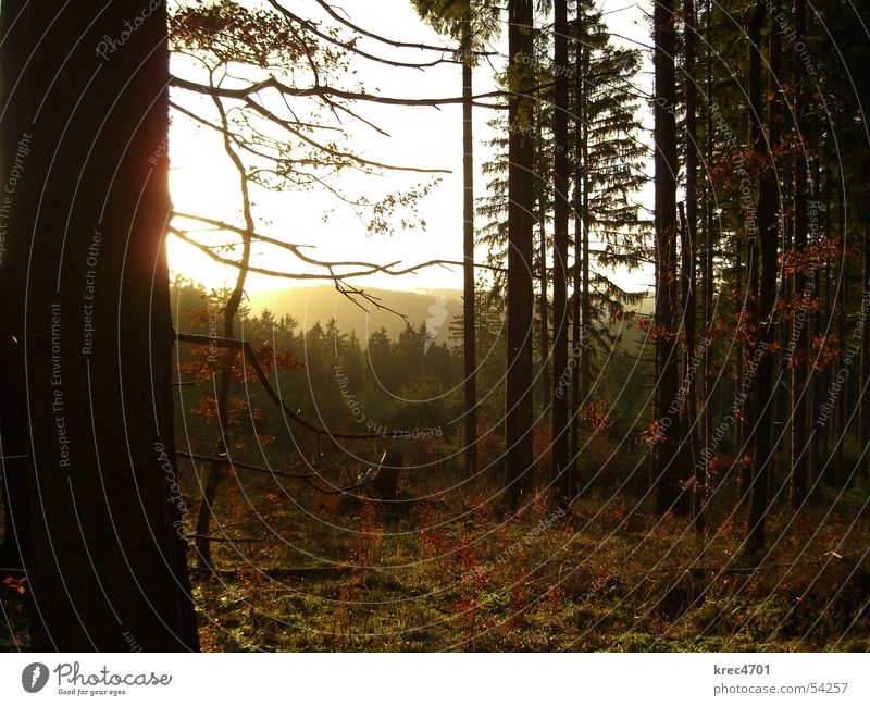 Forest in Backlight II Tree Coniferous forest Eifel Back-light Green Winter Sun in the country