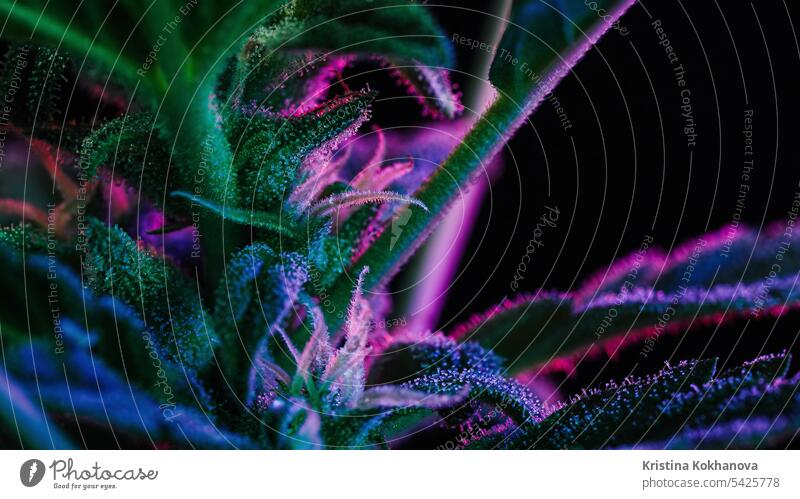 Macro cannabis plant bush, violet smoke cloud. Organic grow, neon colorful light hemp marijuana medicine green health leaf medical nature herb drug growth