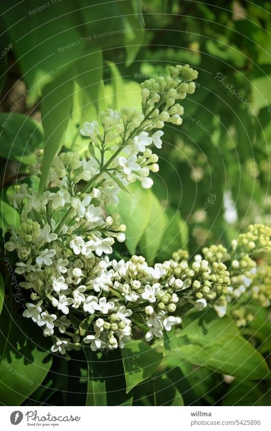 White Lilac lilac Spring white lilac Fragrance lilac blossom