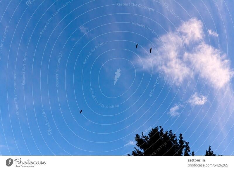 Birds from the worm's-eye view clear Flock Shadow wood pigeon Light Sky Blue Flying Worm's-eye view Clouds Weather Grey heron Heron flight voyage