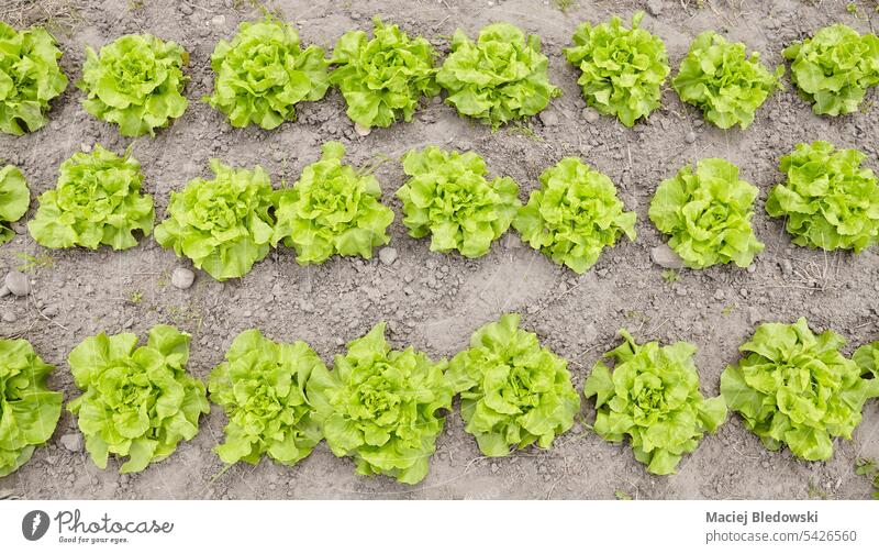 Top view of organic lettuce on a field, selective focus. vegetable agriculture farm soil grow crop green leaf garden plant nature food harvest outdoors produce