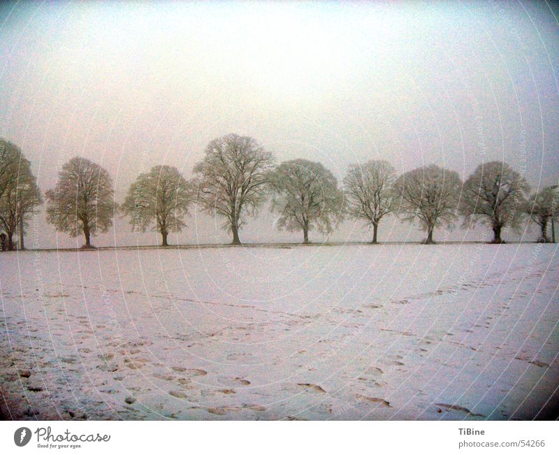 Trees at minus 14 degrees Winter Footprint Light Snow Morning Landscape