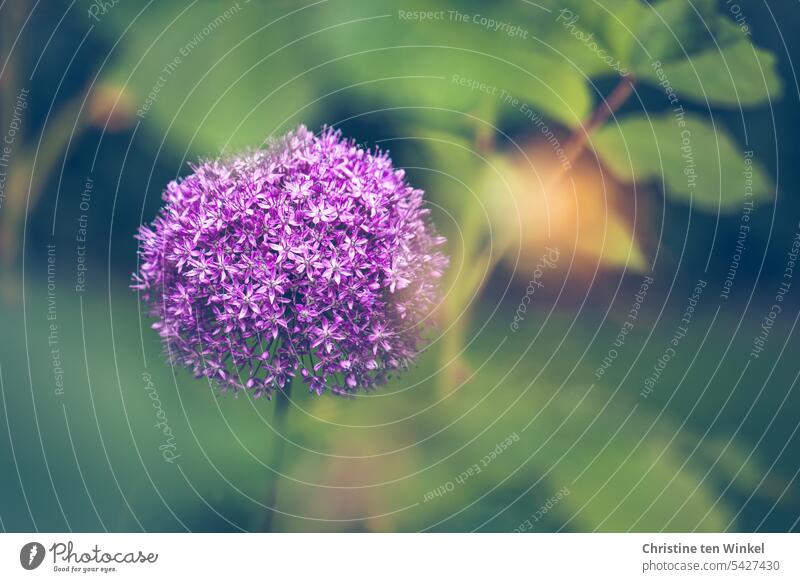 Ornamental garlic in the garden ornamental garlic allium Blossom Spring flower Shallow depth of field Flower leek plant bulb flower Plant Spring fever Close-up