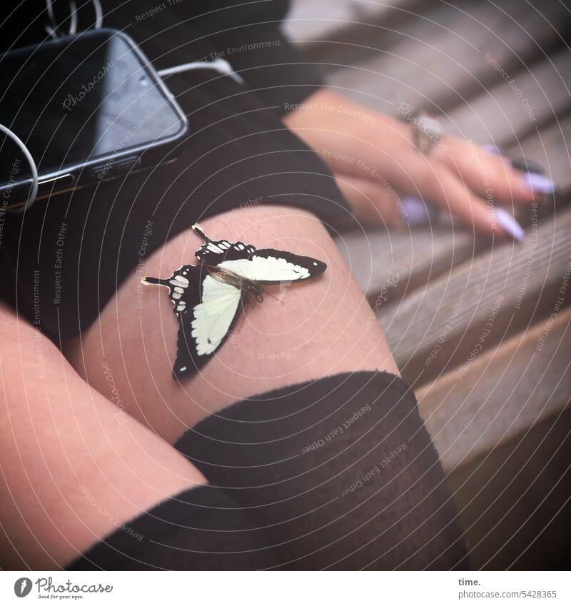 fragile Butterfly Swallowtail Woman leg stocking Sit Trust Hand Nail polish Insect Animal Nature Close-up butterflies Cellphone Cable Papilio machaon